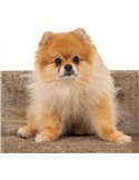 Lit pour chien en chenille taupe confort et élégance