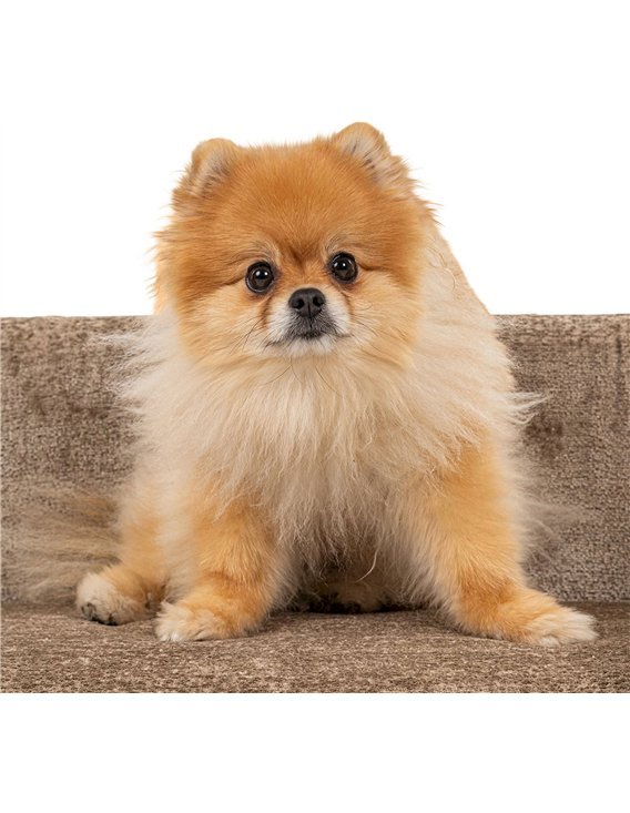 Lit pour chien en chenille taupe confort et élégance