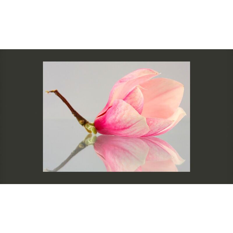 Papier peint FLEUR DE MAGNOLIA SOLITAIRE - par Artgeist