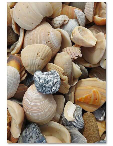 Tableau COQUILLES 2 imprimé sur bois - par Feeby