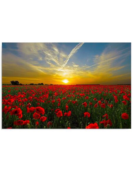 Tableau COQUELICOTS AU COUCHER DU SOLEIL imprimé sur bois - par Feeby