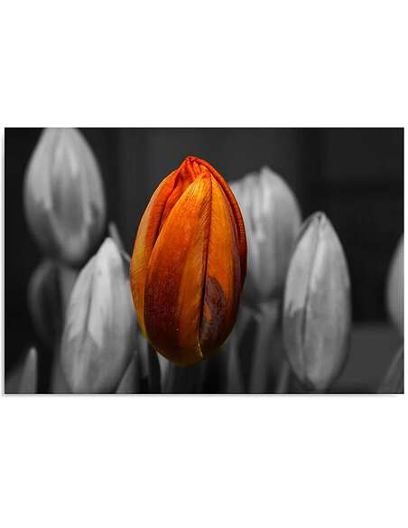 Tableau TULIPE ORANGE, imprimé sur bois - par Feeby
