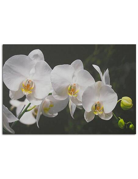 Tableau ORCHIDÉES BLANCHES imprimé sur bois - par Feeby