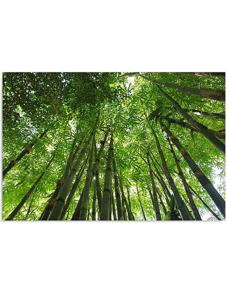Tableau UNE BAMBOUSERAIE imprimé sur bois - par Feeby