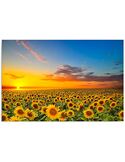 Tableau PAYSAGE TOURNESOLS imprimé sur toile - par Feeby