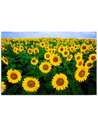 Tableau champ de tournesols jaunes sous un ciel bleu