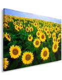 Tableau champ de tournesols vue en biais montrant l'épaisseur du châssis