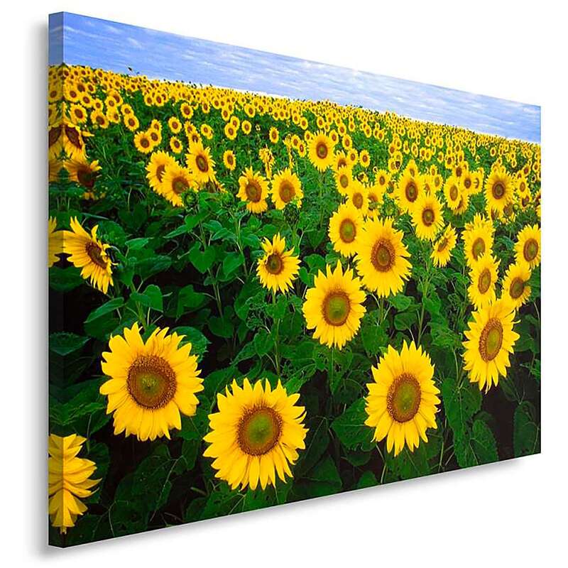 Tableau champ de tournesols vue en biais montrant l'épaisseur du châssis