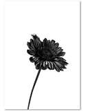 Tableau UNE SEULE FLEUR 2 imprimé sur toile - par Feeby