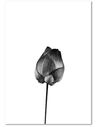 Tableau UNE SEULE FLEUR imprimé sur toile - par Feeby