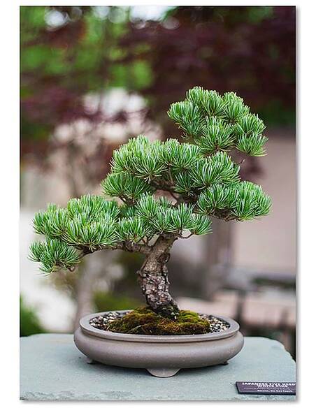 Tableau BONSAI imprimé sur toile - par Feeby