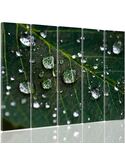 Composition de 5 tableaux GOUTTES DE PLUIE SUR UNE FEUILLE imprimé sur toile - par Feeby