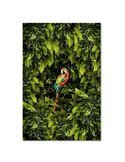 Tableau XXL macaw Image Decor tropical imprimé sur toile