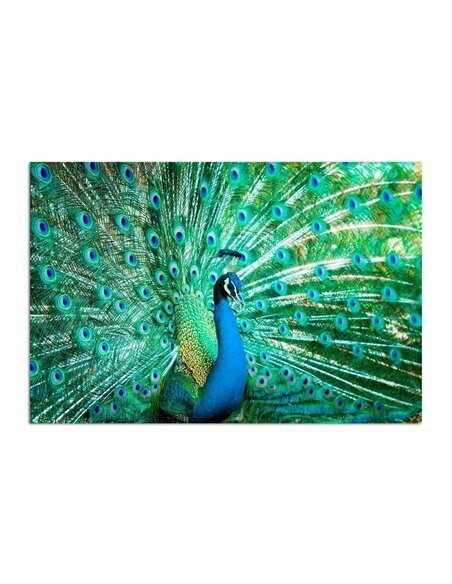 Tableau Portrait Of A Peacock