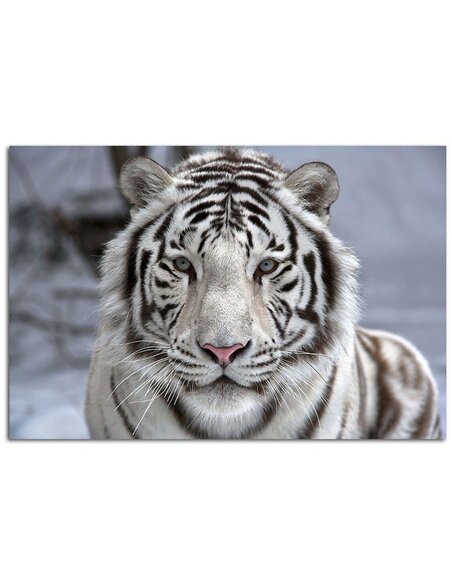 Tableau Snow Tiger
