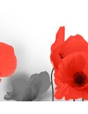 Tableau Red Poppies In Gray