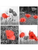 Tableau A Set Of Red Poppies