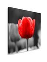 Tableau Tulip In Red