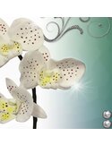 Tableau Orchid Speckled