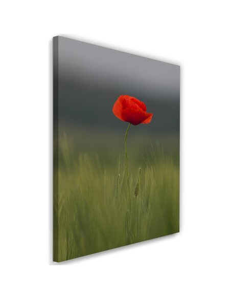 Tableau Poppy In Half