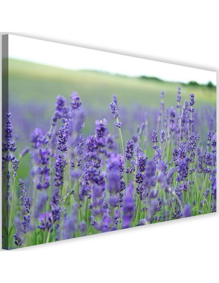 Tableau Lavender Fields