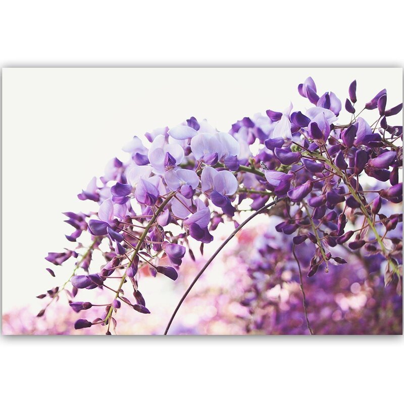 Vue d'ensemble d'une grappe de glycine violette sur fond clair