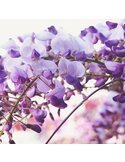 Gros plan sur les fleurs de glycine violettes et leurs fines tiges