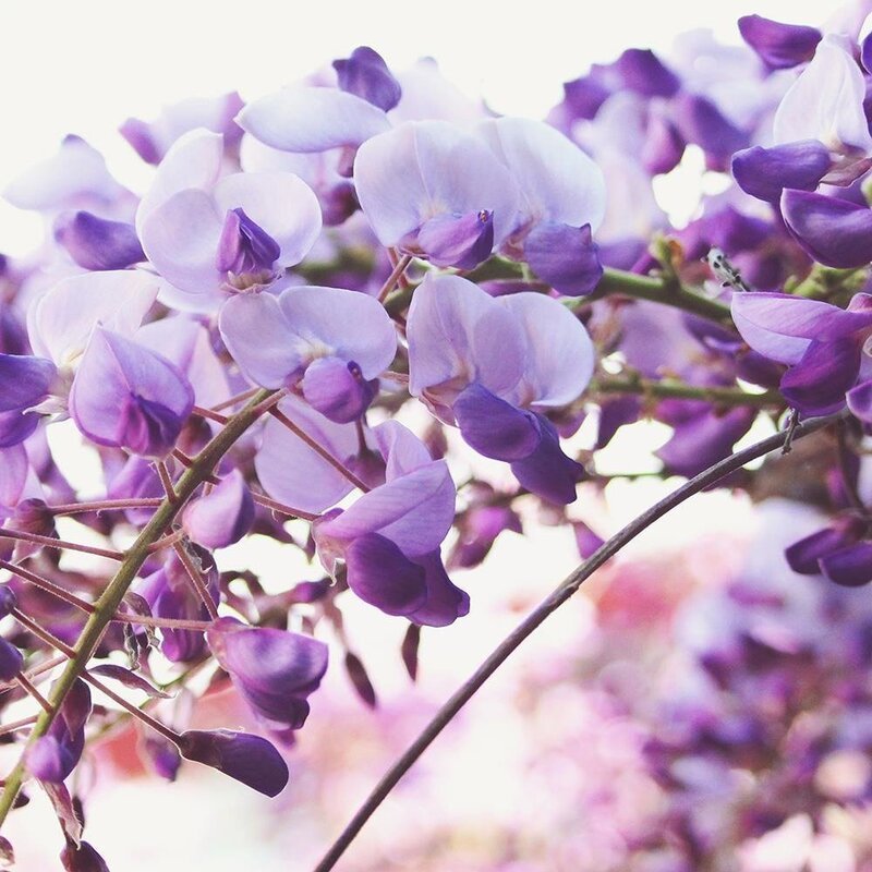 Gros plan sur les fleurs de glycine violettes et leurs fines tiges