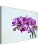 Tableau Purple Orchid