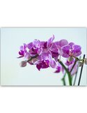 Tableau Purple Orchid