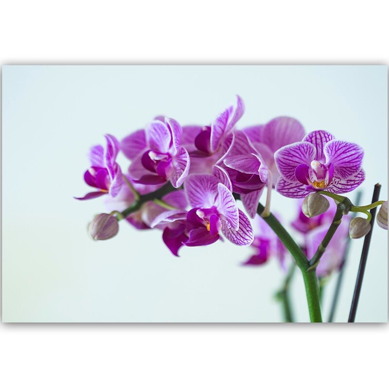 Tableau Purple Orchid