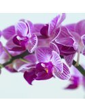 Tableau Purple Orchid