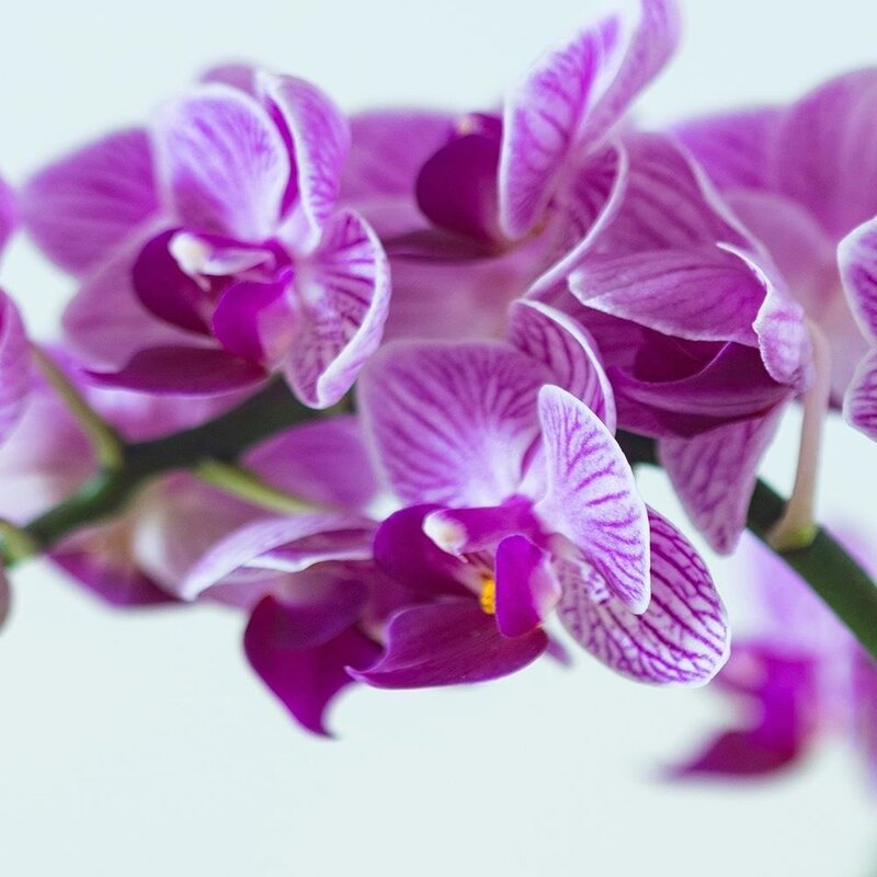 Tableau Purple Orchid