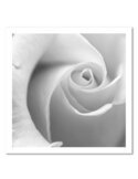 Tableau White Rose 3