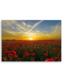 Tableau Red Poppy Flowers