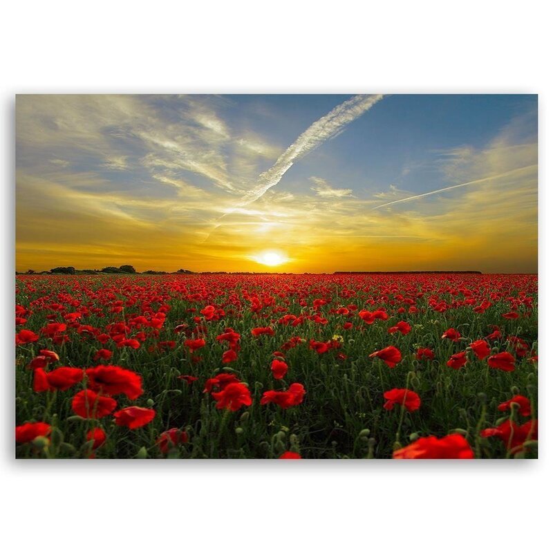 Tableau Red Poppy Flowers