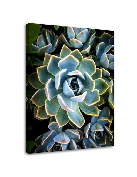 Tableau Fashionable Cacti Succulents