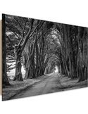 Tableau bois Avenue of trees