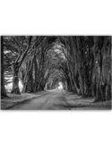 Tableau bois Avenue of trees