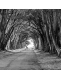 Tableau bois Avenue of trees