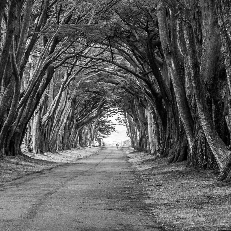 Tableau bois Avenue of trees
