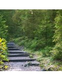 Tableau bois Path in green forest