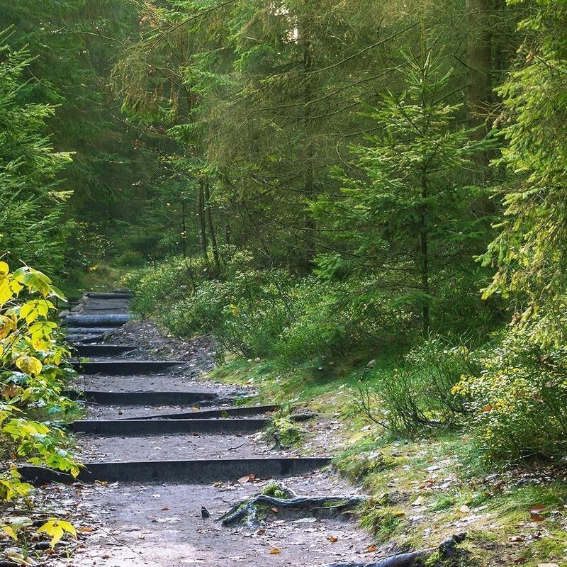 Tableau bois Path in green forest