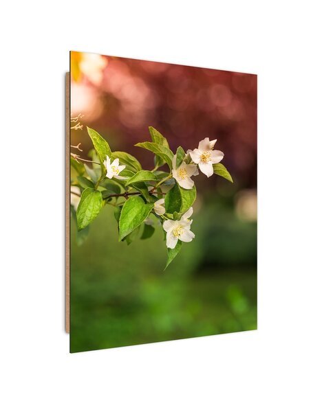 Tableau bois Jasmine flowers
