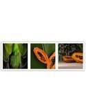 Tableau bois Juicy papaya