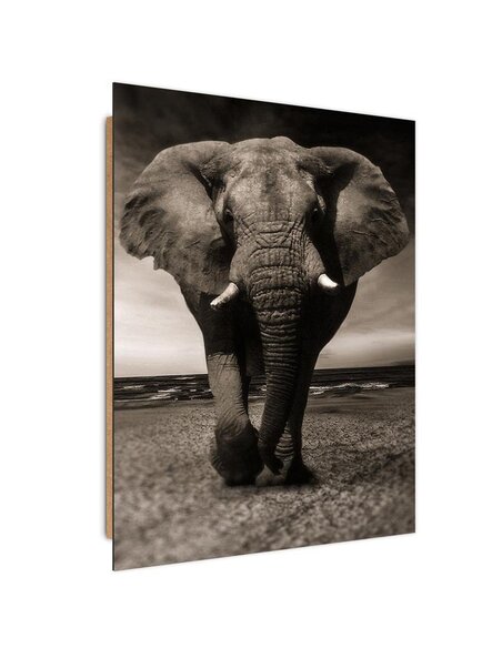 Tableau bois Elephant beach sea