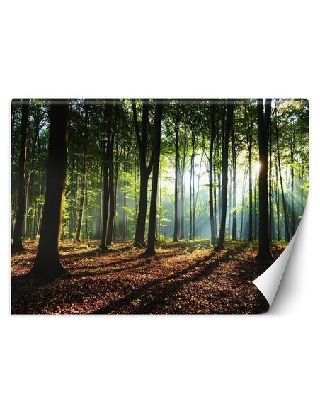 Papier peint Matin dans la forêtL | Feeby | Marron