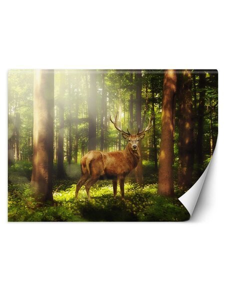 Papier peint Cerf dans la forêtL | Feeby | Vert