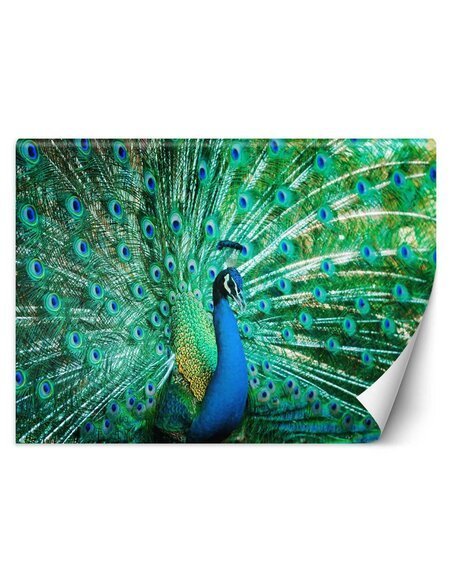 Papier peint Paon de couleurL | Feeby | Vert