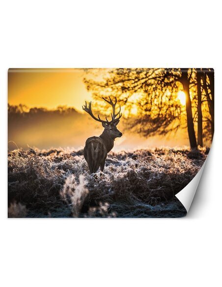 Papier peint Cerf dans la brumeL | Feeby | Orange